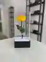 Preservada Iluminada Grande
