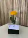 Preservada Iluminada Grande