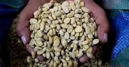 Kilo De Cafe En Grano Sin Tostar