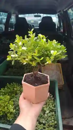 Buxus Mini Bonsai