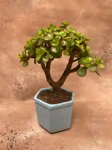 Jade Mini Bonsai