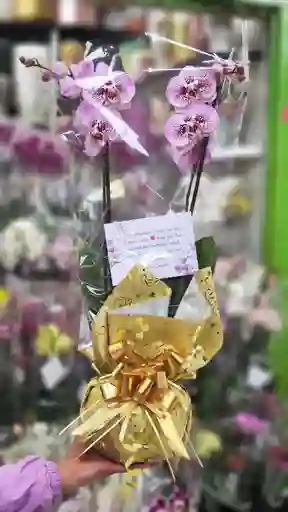 Orquidea Cumpleaños