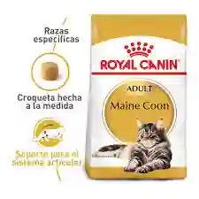 Royal Canin Maine Coon Gato