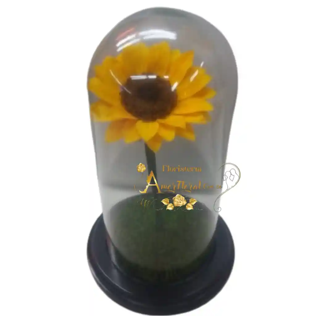 Girasol Preservado