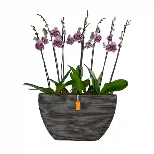 Arreglo Floral Ilona