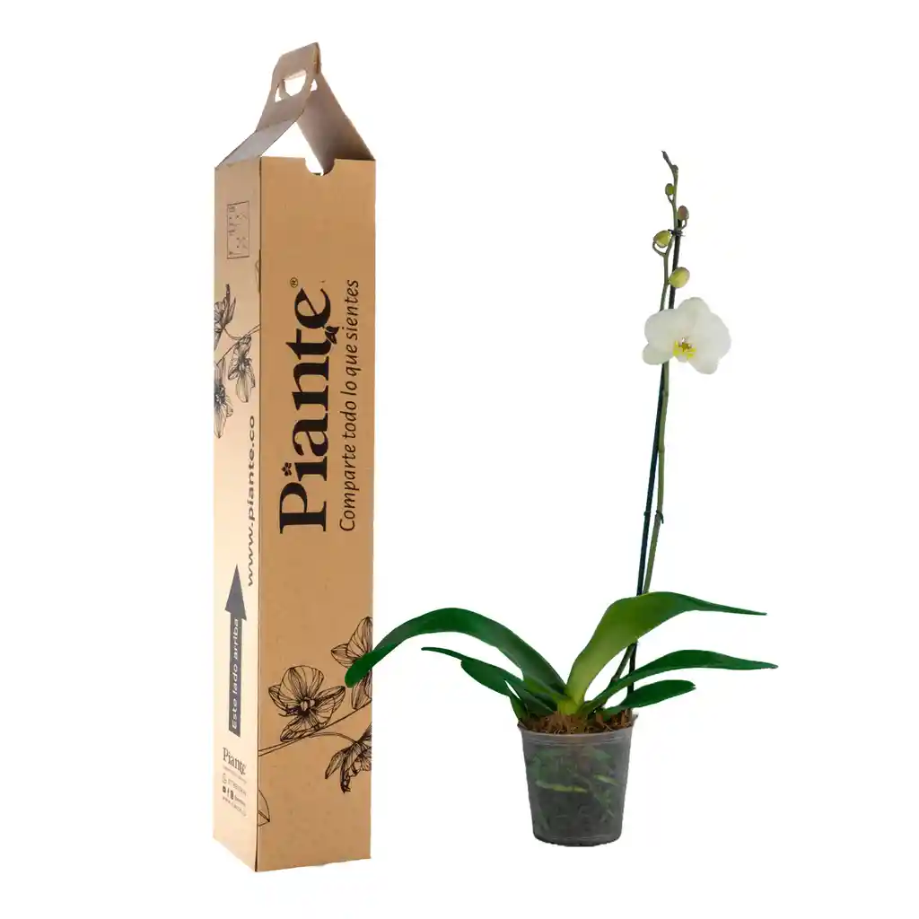Orquídea Grandi Premium Blanco Oxford