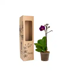 Orquídea Mini Premium Morado Caracas