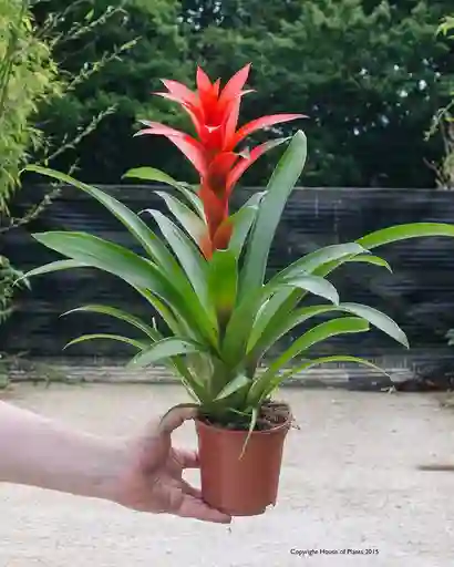 Bromelia