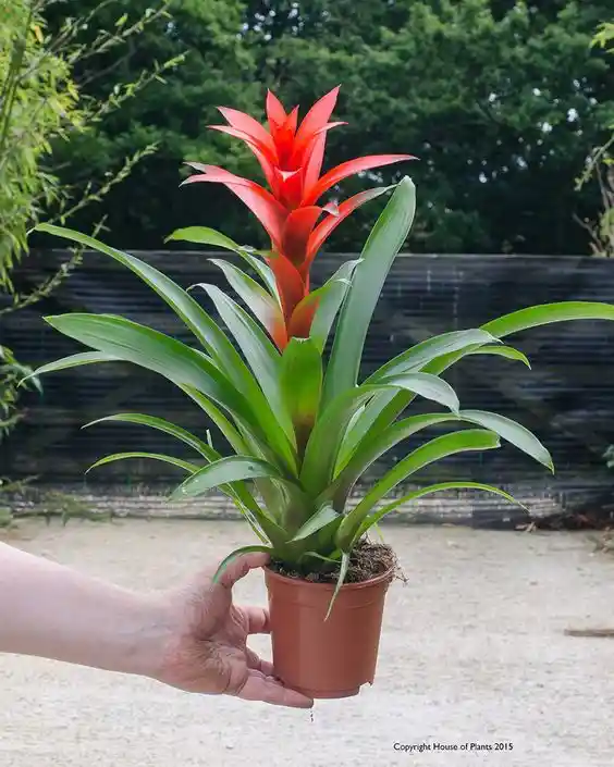 Bromelia