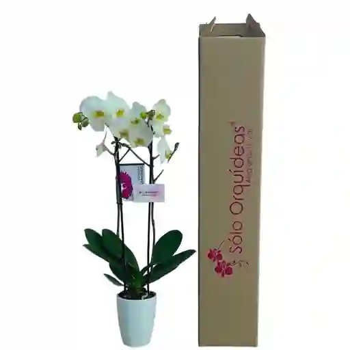 Orquidea 2 Tallos Alta Blanca Prime