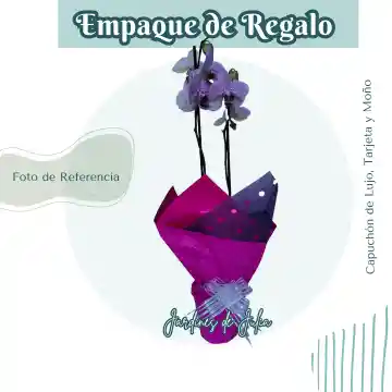 Orquídea Dos Varas Morada Con Portaorquídea Cerámico