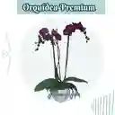 Orquídea Dos Varas Morada Con Portaorquídea Cerámico