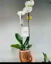 Orquidea Real