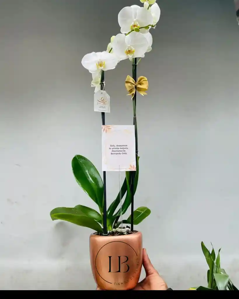 Orquidea Real