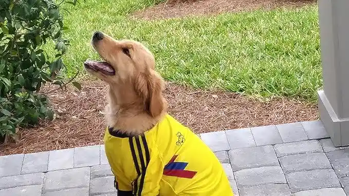 Camiseta Colombia Seleccion Colombia Xxl Perro ( Border Collie Raza Guia )