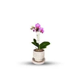 Orquidea Mini + Matera + Plato