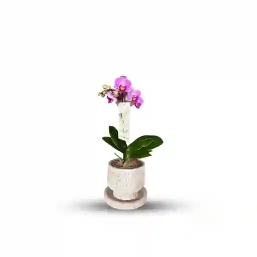 Orquidea Mini + Matera + Plato