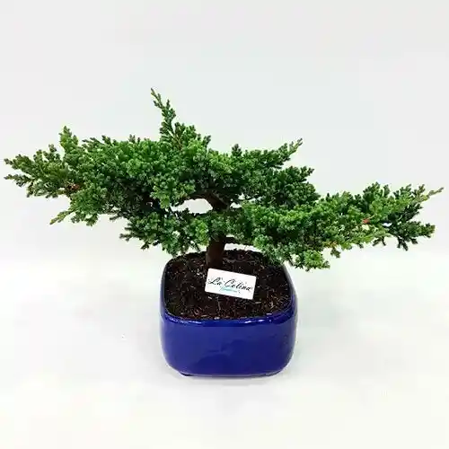 Bonsai De 10 Años Pino Nana