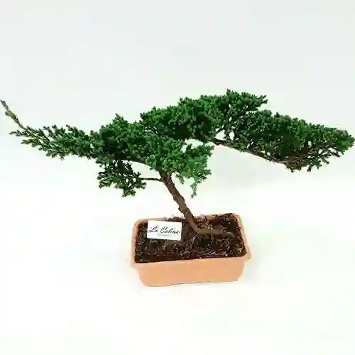 Bonsai De 5 Años Pino Nana