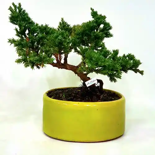 Bonsai De 3 Años En Base De Cerámica