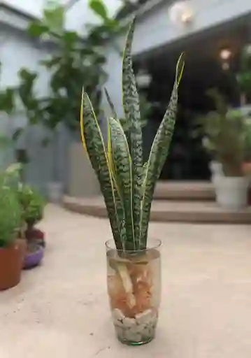 Sansevieria Acuatica En Jarron Alargado De Cristal