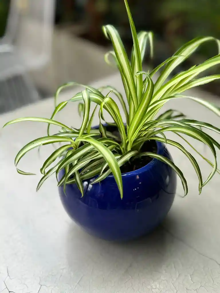 Cinta Variegada En Matera Redonda De Cermaica Color Azul