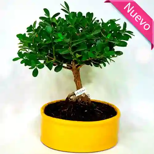 Bonsai Boxus En Bogotá De 3 Años