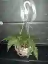 Planta Helecho En Canasta
