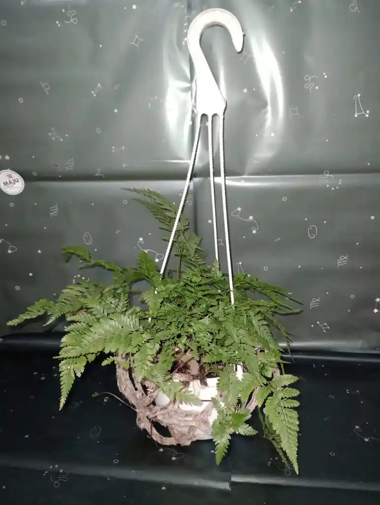 Planta Helecho En Canasta