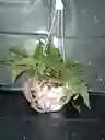 Planta Helecho En Canasta
