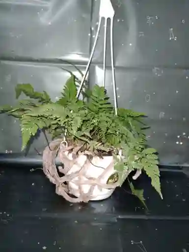 Planta Helecho En Canasta