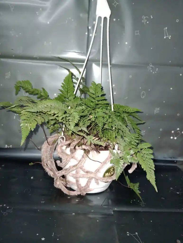 Planta Helecho En Canasta