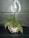 Planta Helecho En Canasta