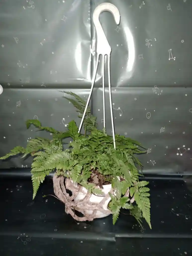 Planta Helecho En Canasta