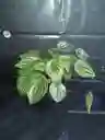 Planta Peperomia O Corazon De Mujer