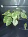 Planta Peperomia O Corazon De Mujer