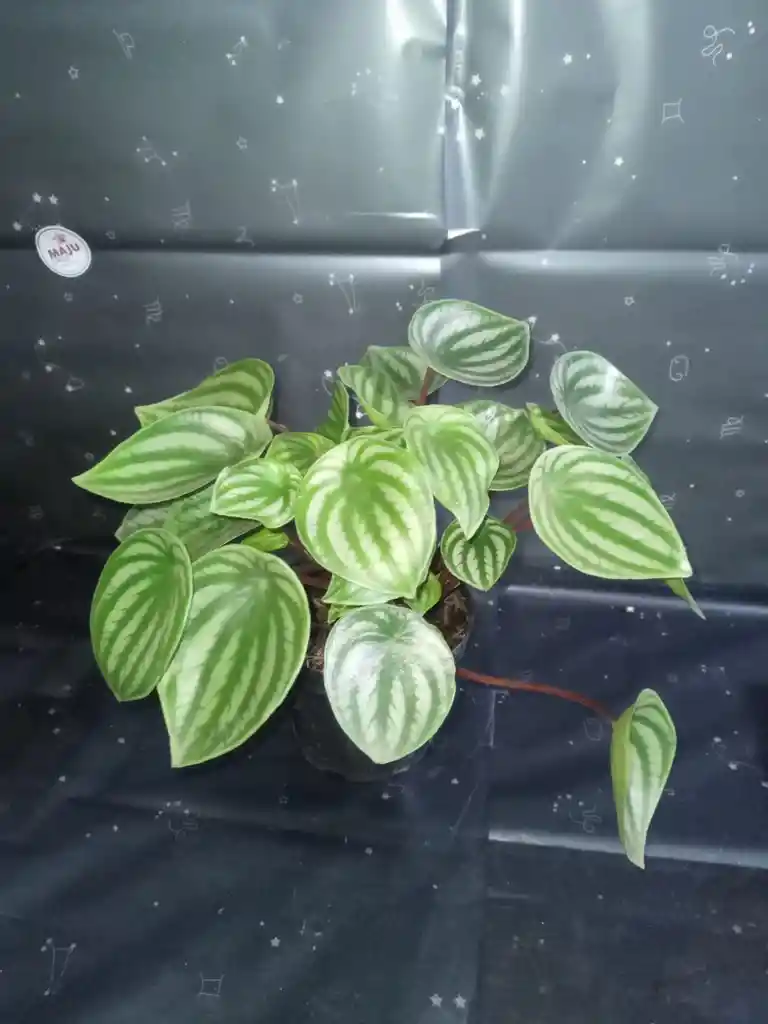 Planta Peperomia O Corazon De Mujer