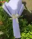 Buchon De Margaritas