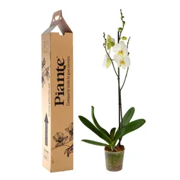 Orquidea Grandi Premium Blanco Leeds