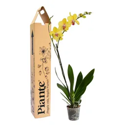 Orquidea Grandi Premium Amarillo Modena