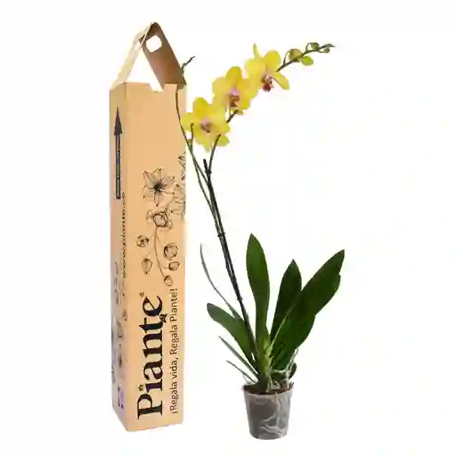 Orquidea Grandi Premium Amarillo Modena