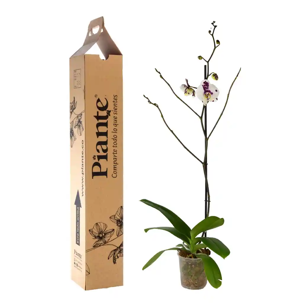 Orquidea Grandi Premium Exotica Palamos