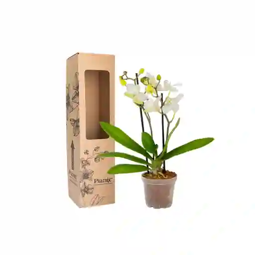 Orquidea Mini Supreme Blanco Zurich