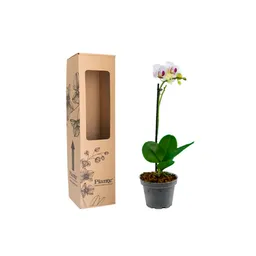 Orquidea Mini Premium Blanco Labio Rojo Little Spirit