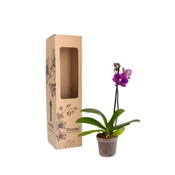 Orquidea Mini Premium Morado Queenstone