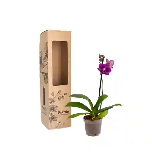 Orquidea Mini Premium Morado Queenstone