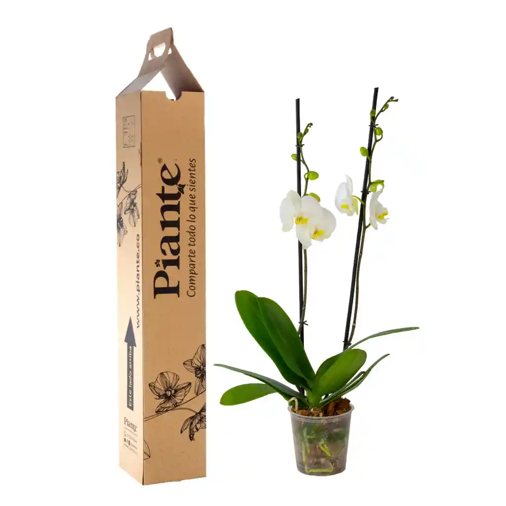 Orquidea Grandi Supreme Blanco Leeds