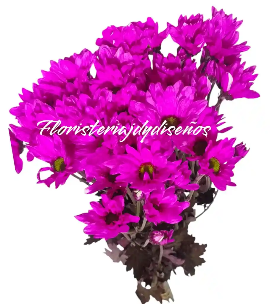 Margarita De Color Fucia