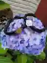 Pulsera De San Benito Abad (cuero)
