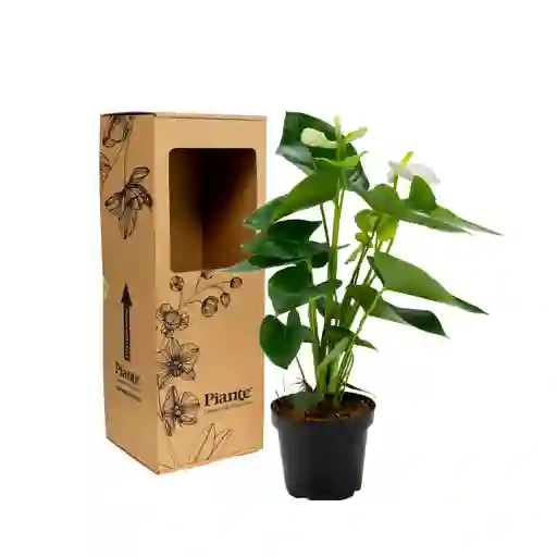 Anturio Grandi Blanco Sierra White